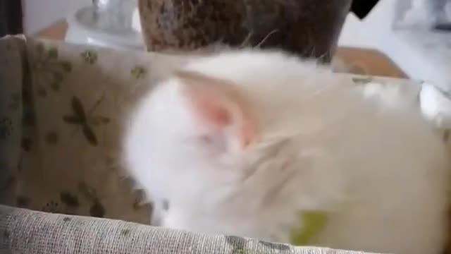 play with you