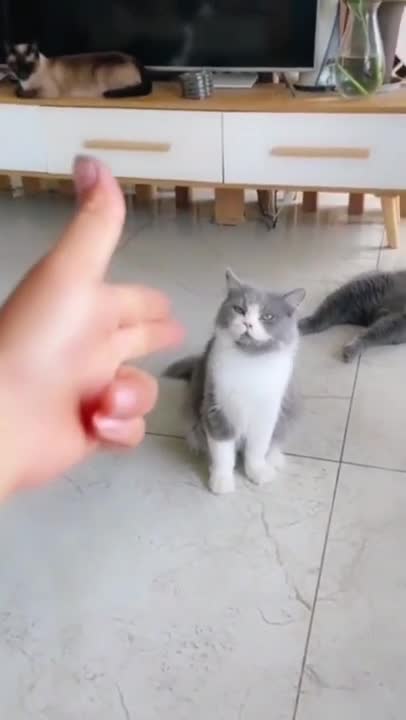 Theatrical Actor 😂 The 2nd Cat Was Like Oh God Not Again! 2021