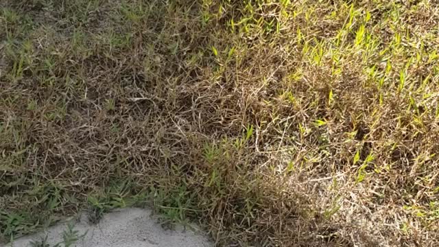 Gopher tortoise moving