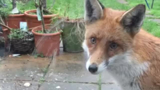 Cute Window Licker Fox