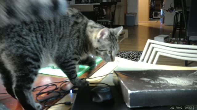 Frankie "Squiggles"