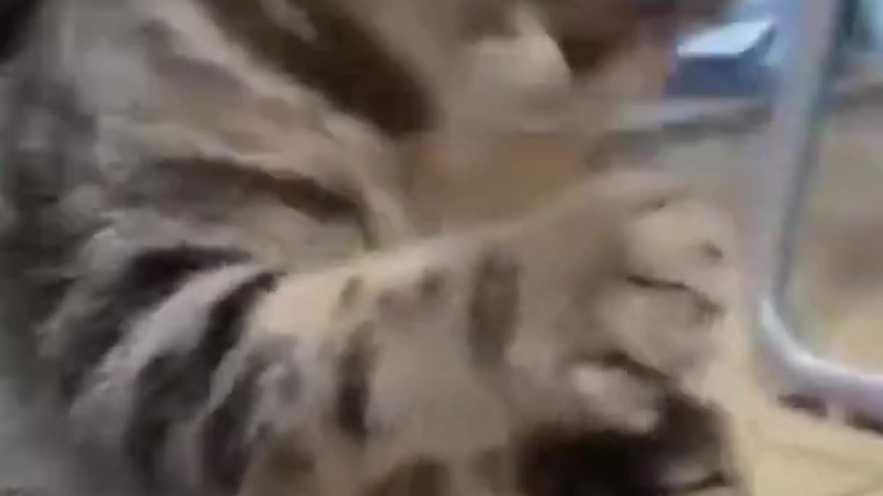 funny animal