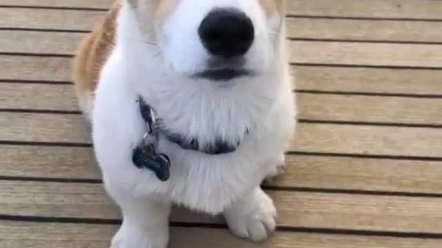 🐕🐕 Puppy Lovers