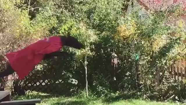 Black dog jumping with superman cape on