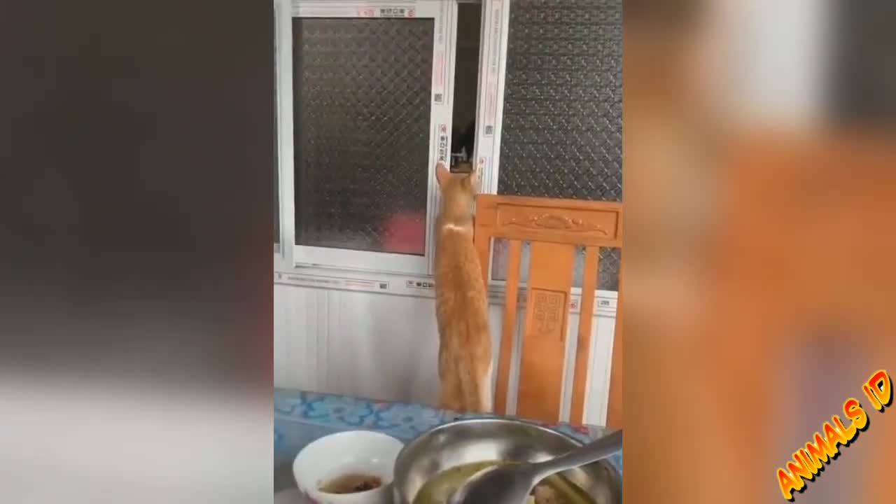 BEST FUNNY CAT MEMES COMPILATIONS OF 2021 #89