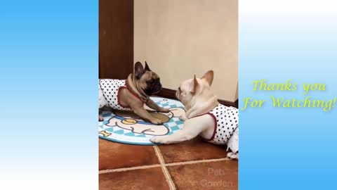 Funny animal video - فيديو حيوانات مضحكة