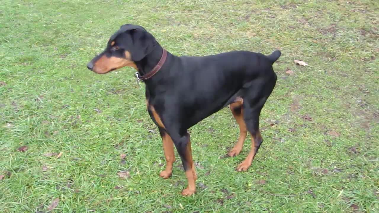 the dog is afraid of the sound of the police car