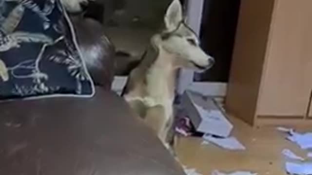 My husky copies and mocks my laugh 😂