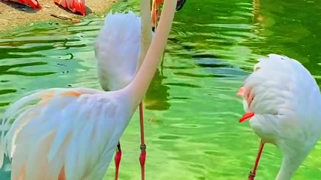 Have you ever seen a flamingo dancing?