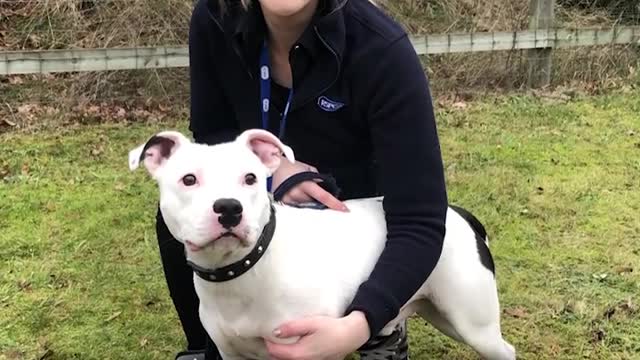 Dog Doesn't Realize He's Being Abandoned 😢😢