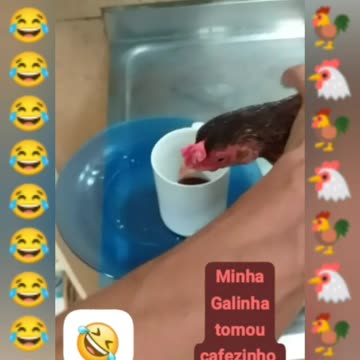 COMO PODE ISSO? GALINHA TOMANDO CAFEZINHO!🐔🐓😱🤣