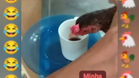 COMO PODE ISSO? GALINHA TOMANDO CAFEZINHO!🐔🐓😱🤣