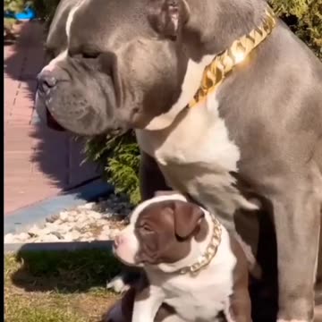 very big size of pitbull