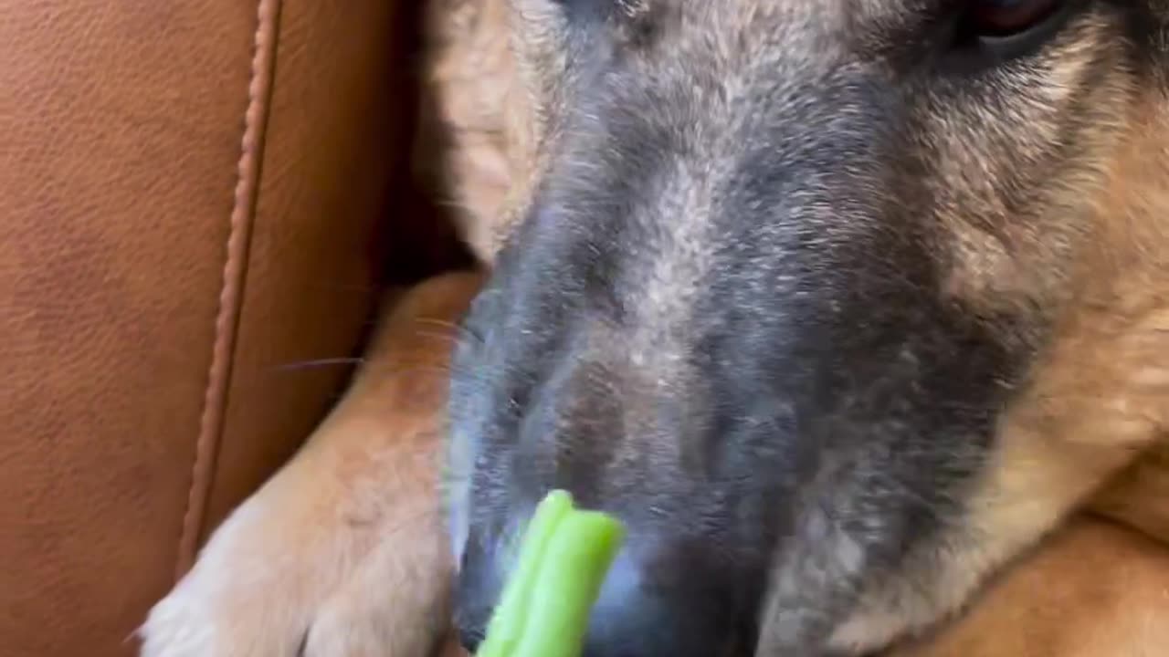 Funny Dog