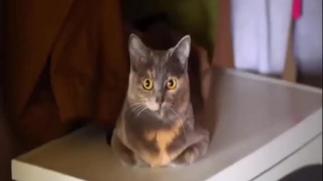 Cute cat video