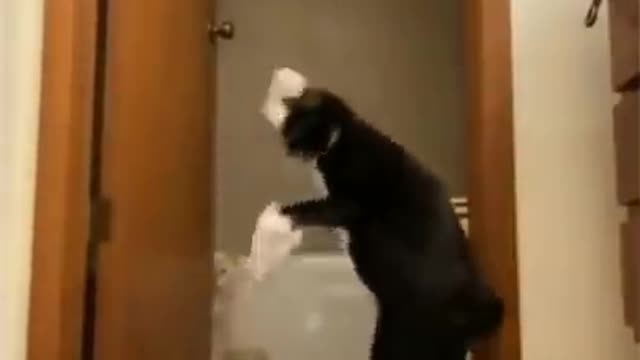 Cute Cats, Funny Cats, Funny Animals#shorts