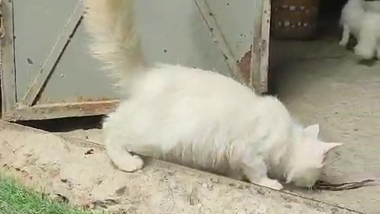 When God sends you a funny cat 🤣 Funniest cat ever 😹