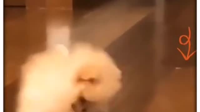Cute Puppies and Funny Dog Troll Videos funny dog