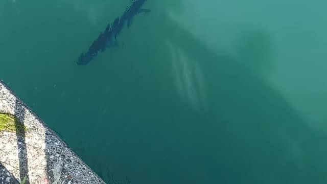 Nice Pike