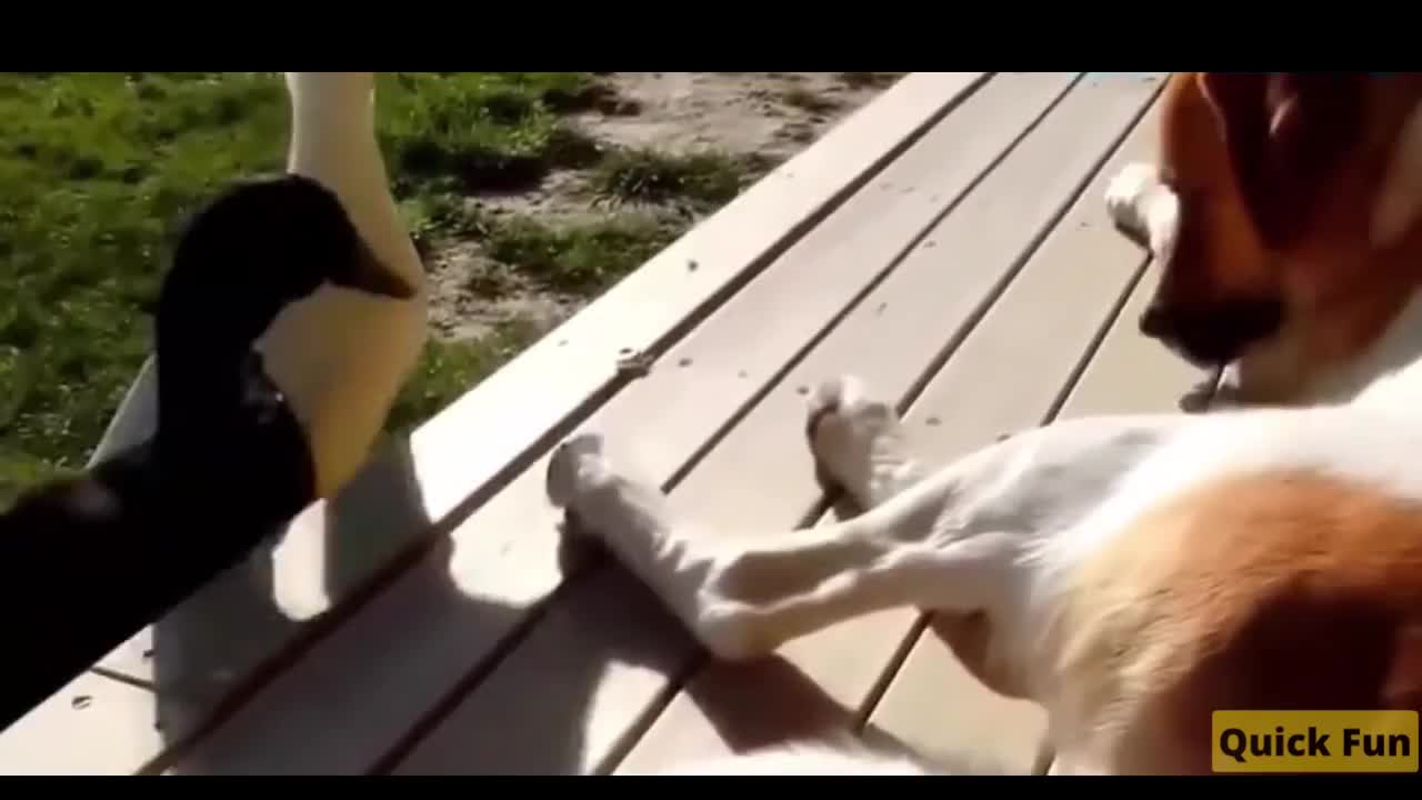 Dogs and Cats Very Funny Videos