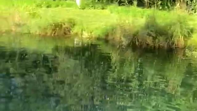 OMG!!! FULL OF FISH IN A POND-FEEDING FISH