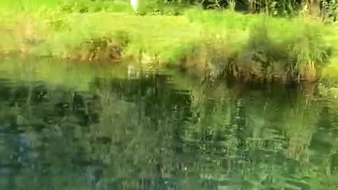 OMG!!! FULL OF FISH IN A POND-FEEDING FISH