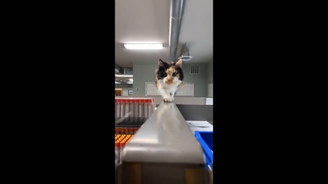 Cute and funny🤣🤣 pets videos || dog & cat 😻 on tiktok videos || #shorts