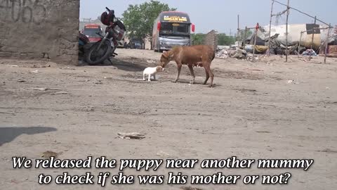 Abandoned Puppy Was Crying for His Mom and Was Barely Surviving Until This Happened