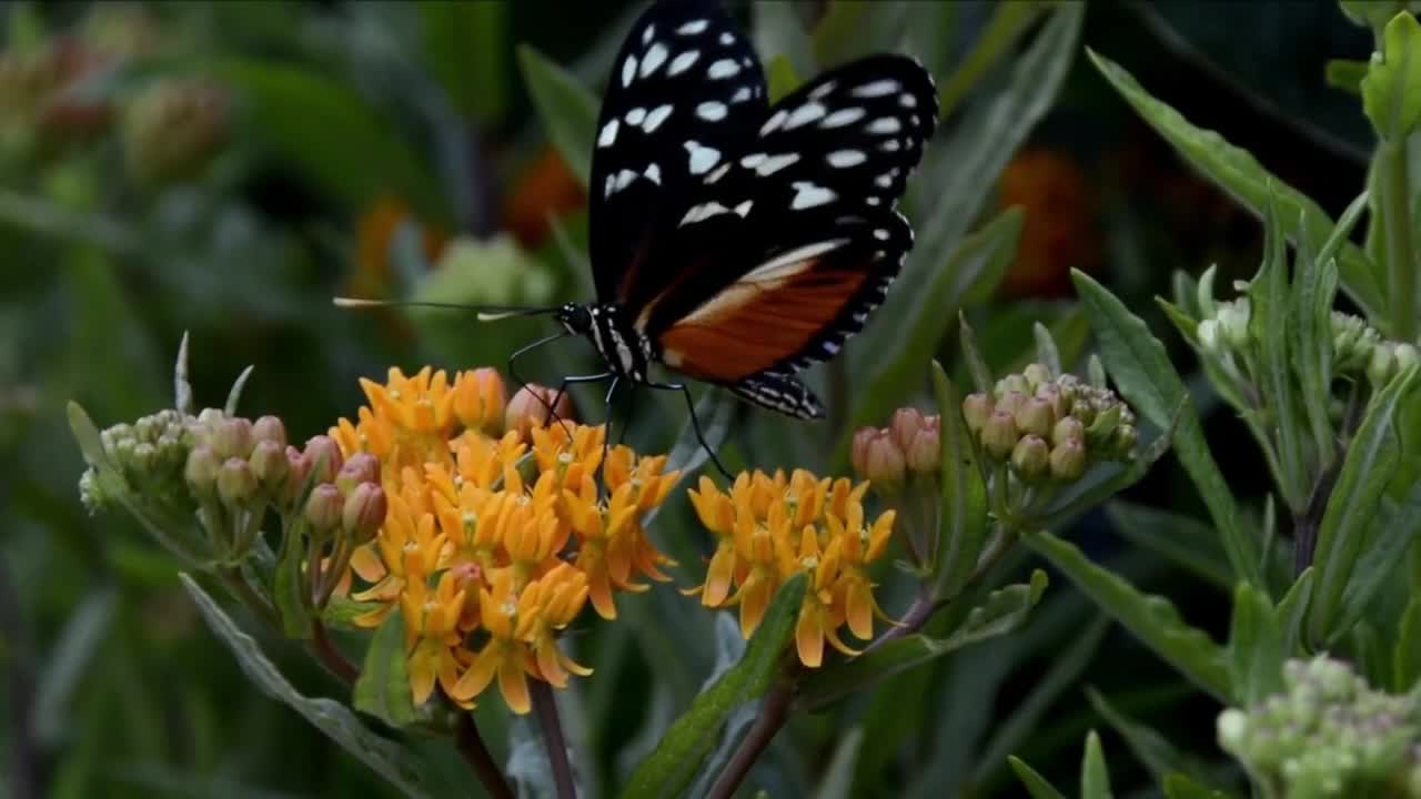 Watch most beautiful butterfly in the world