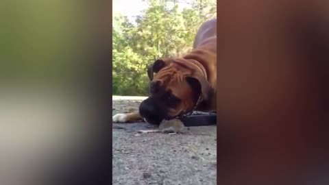 Boxer dog wants to play with mouse without hurting.