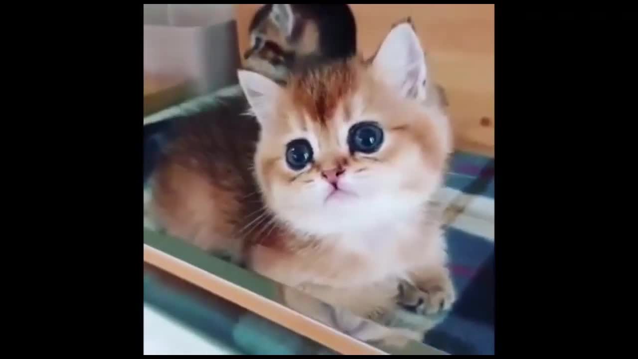 #babycat #funnycats #aww Baby Cats - Cute and Funny Cat Videos Compilation | Aww Animals
