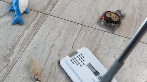 Cat's funny moment🐱
