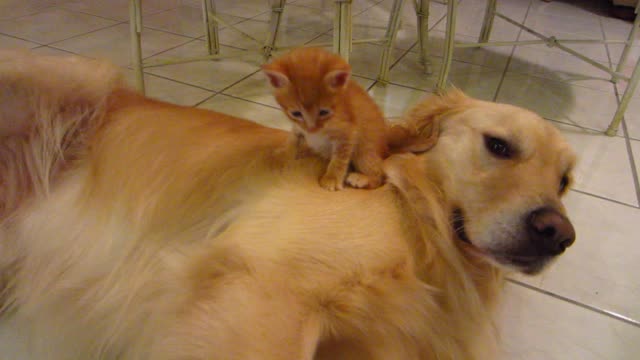 Funny Orange Foster Kitten Sitting On Dog's Shoulder & Neck - 3 Weeks Old - Golden Retriever