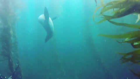 DIVE time Santa Barbara Island🌊🦈