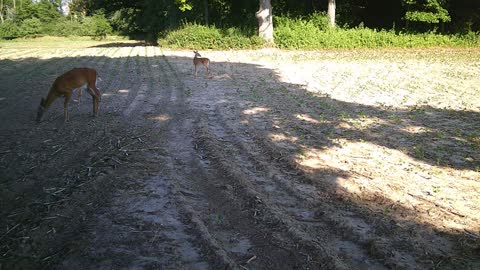 4th Of July Bucks, 2022 Part 2