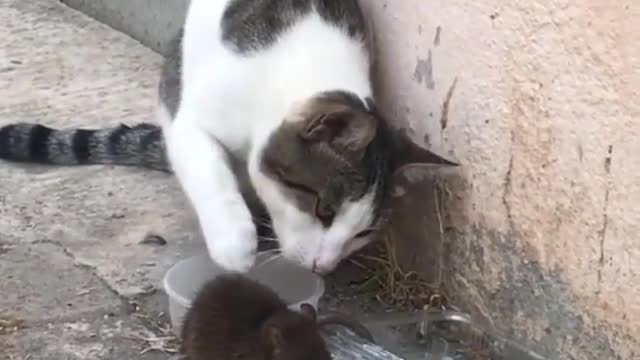 Funny cat Videos