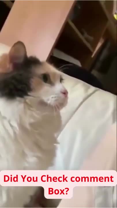 LOVE CAT _ Cat training 2022