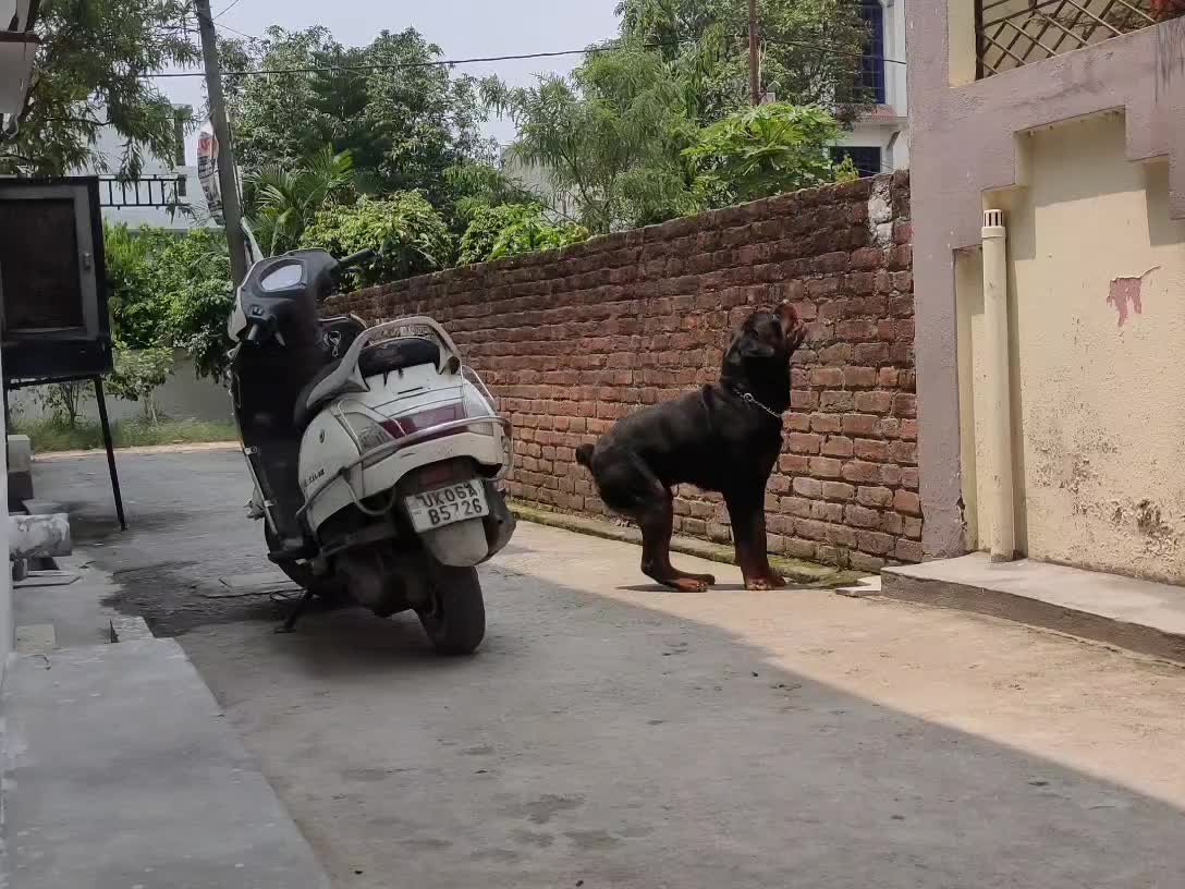 Max want to see what's behind the boundary