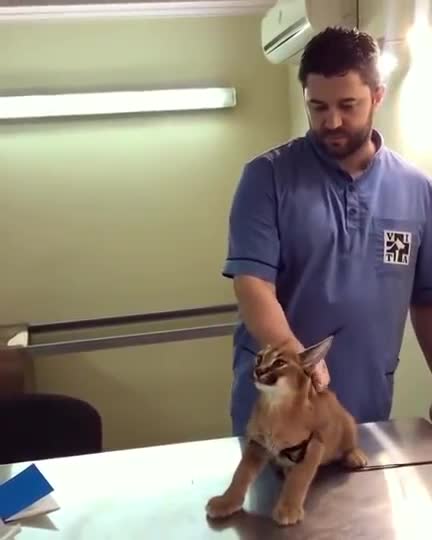 Caracal Hisses at Vet While Being Vaccinated