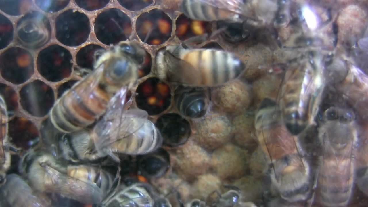 Close up of Bees in Nest