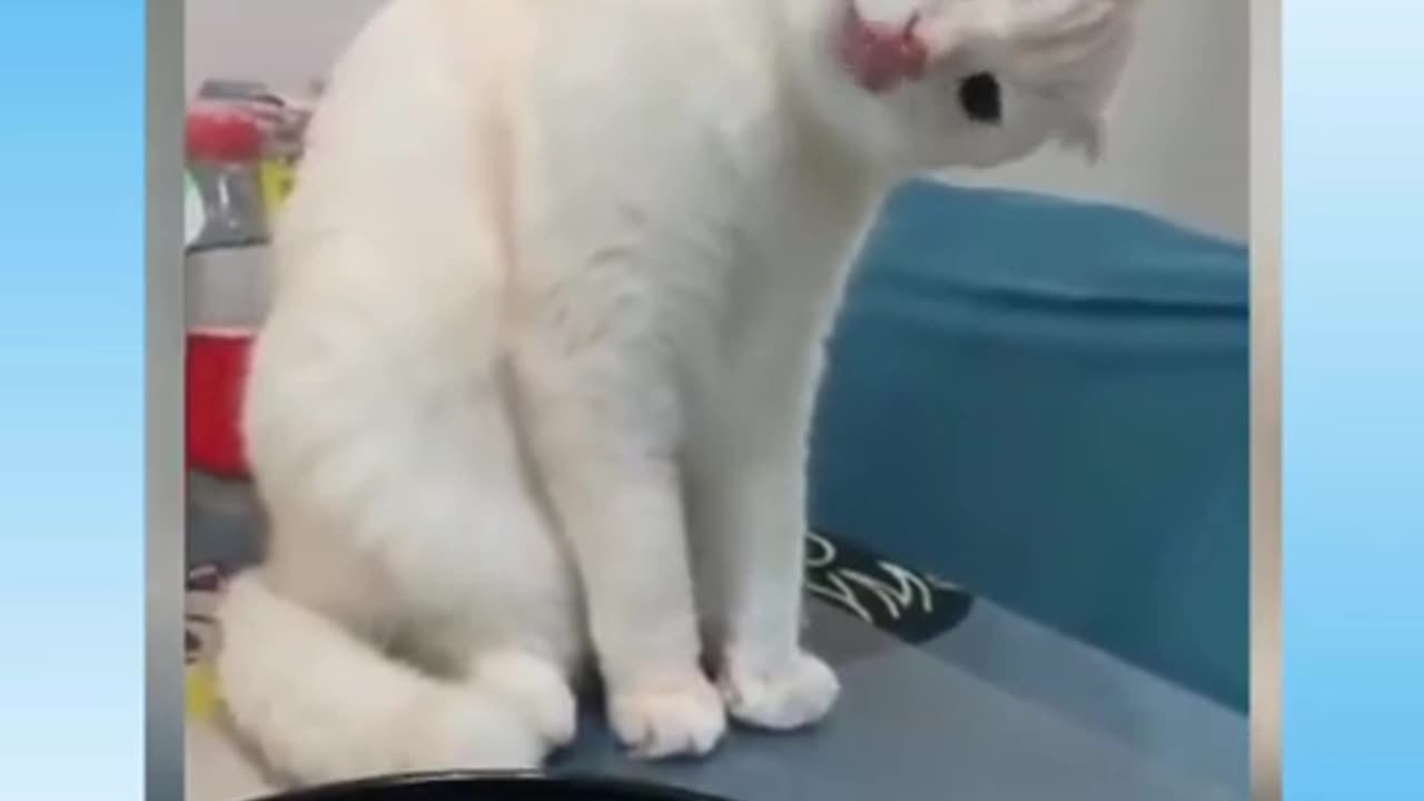 Music Animals