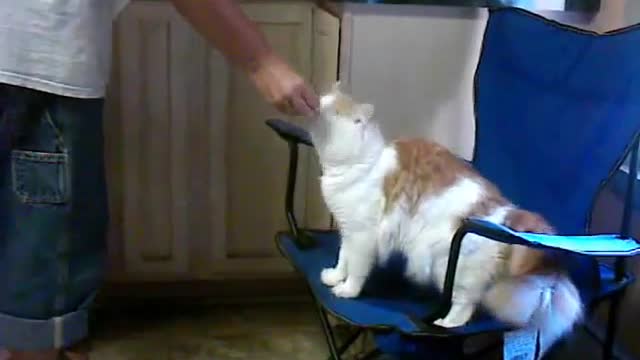 Train your cat to understand the clicker