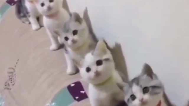 Funny REACTION #27 - Kittens reacting on song