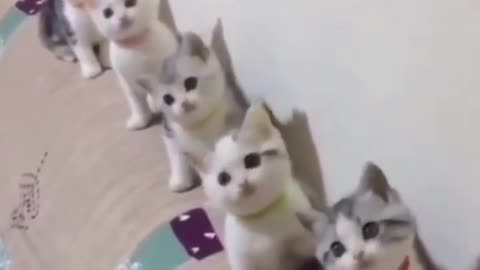 Funny REACTION #27 - Kittens reacting on song