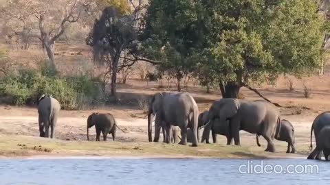 Funny and Cute Baby Elephant