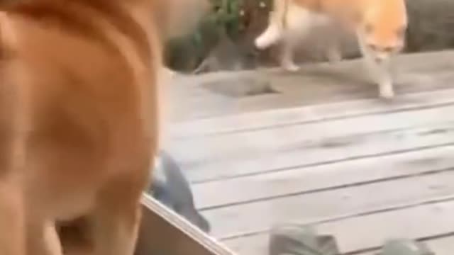 😆Cats and dogs fighting very funny