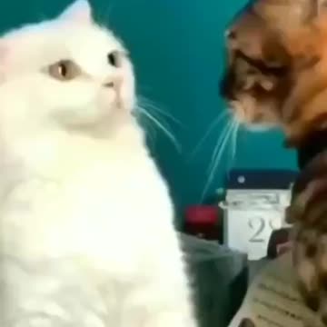 Enjoy New funny funniest and cute cat