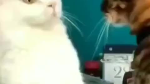 Enjoy New funny funniest and cute cat