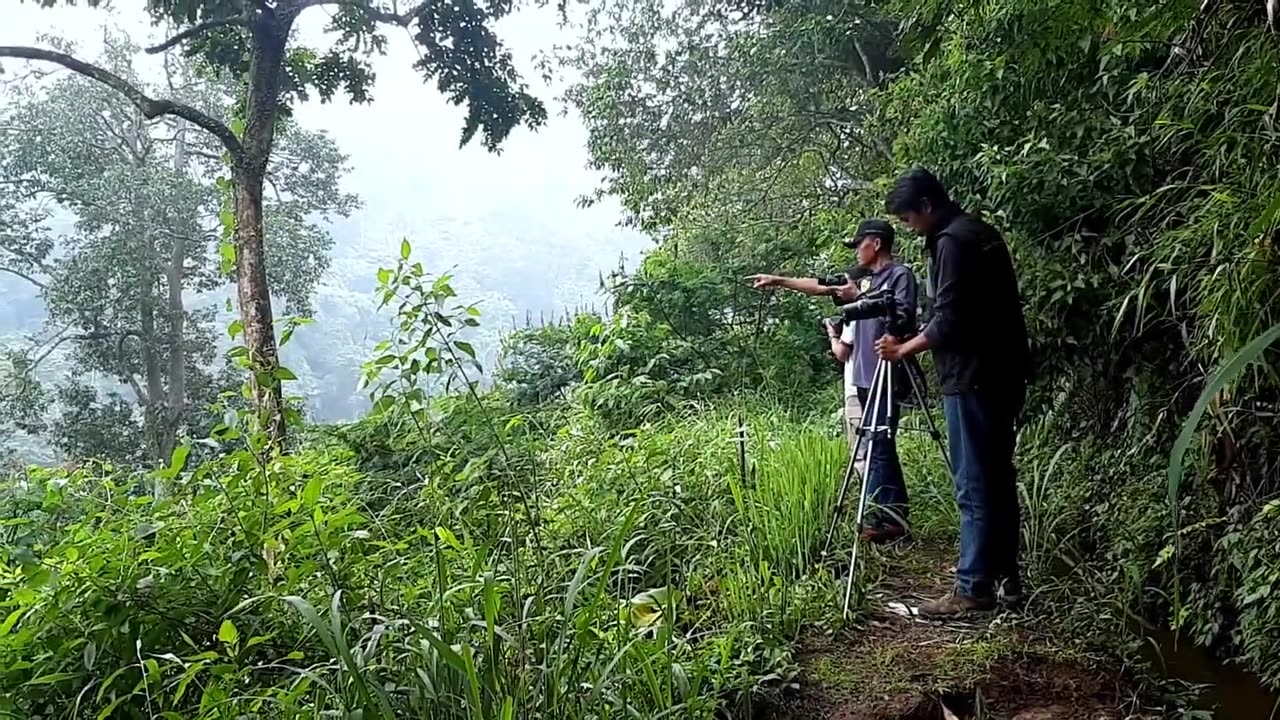 Garuda” Sang Penguasa Langit Jawa di Taman Nasional Gunung Gede Pangrango-