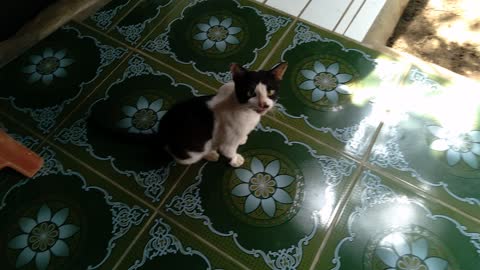 Kucing lucu meong meong